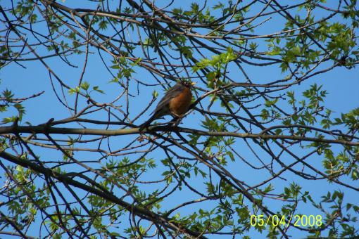 Free Stock Photo of Bird