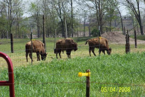 Free Stock Photo of Bison