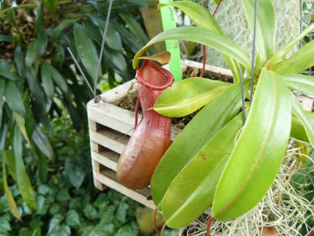 Free Stock Photo of Pitcher Plant - Insect trap