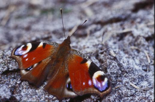 Free Stock Photo of Butterfly