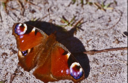 Free Stock Photo of Butterfly