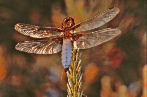 Free Stock Photo of Dragonfly