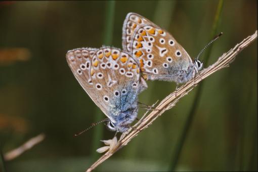 Free Stock Photo of Butterflies
