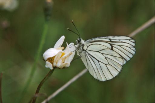 Free Stock Photo of White butterfly
