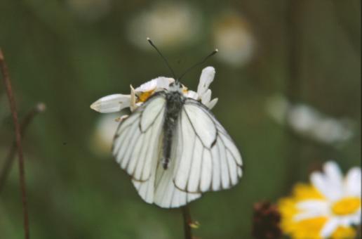 Free Stock Photo of White butterfly