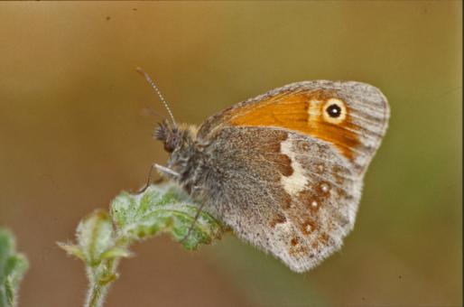 Free Stock Photo of Butterfly
