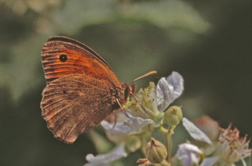 Free Stock Photo of Orange butterfly