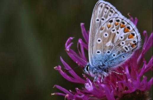 Free Stock Photo of Blue butterfly