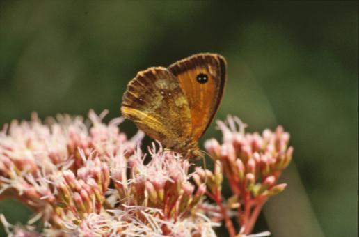 Free Stock Photo of Yellow butterfly
