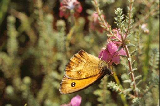 Free Stock Photo of Yellow butterfly