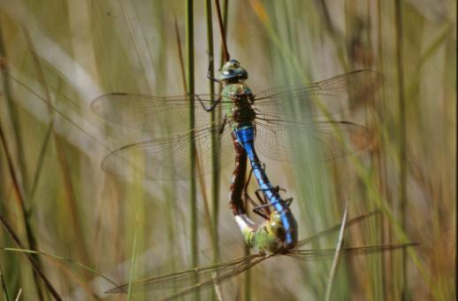 Free Stock Photo of Mating dragonflies