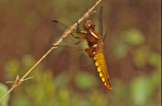 Free Stock Photo of Yellow dragonfly