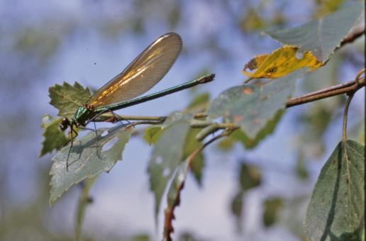 Free Stock Photo of Green dragonfly