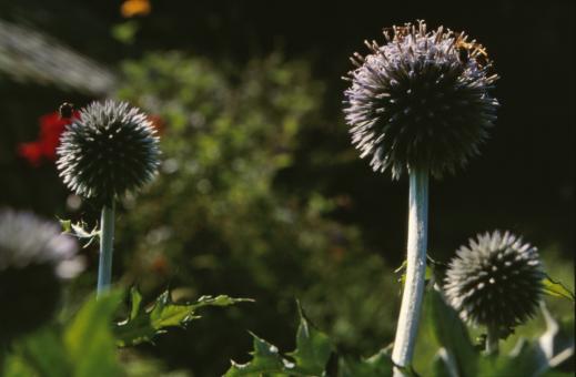 Free Stock Photo of Flowers