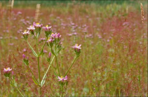 Free Stock Photo of Pink flowers