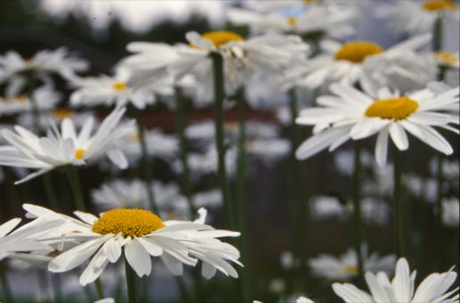Free Stock Photo of White flowers