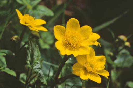 Free Stock Photo of Yellow flowers
