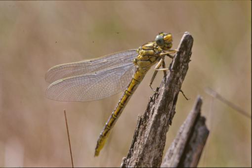 Free Stock Photo of Dragonfly