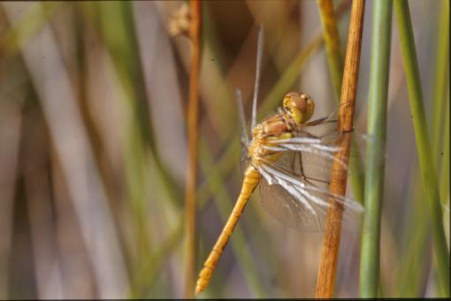 Free Stock Photo of Yellow dragonfly