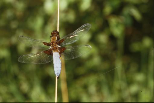Free Stock Photo of White dragonfly