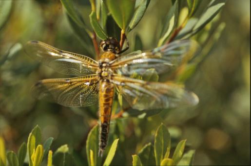 Free Stock Photo of Orange dragonfly