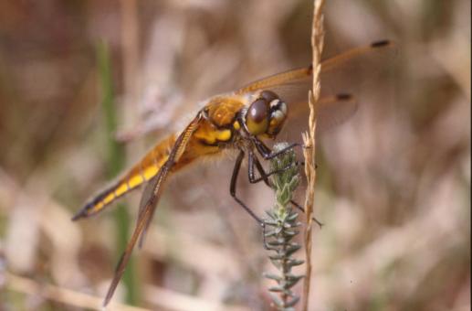 Free Stock Photo of Orange dragonfly