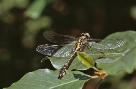 Free Stock Photo of Yellow and black dragonfly