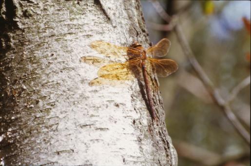 Free Stock Photo of Dragonfly