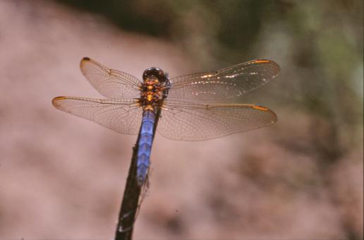 Free Stock Photo of Blue dragonfly