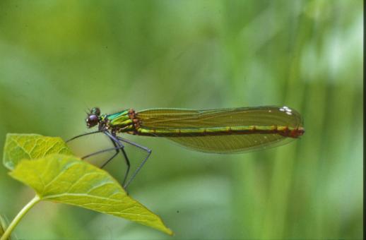 Free Stock Photo of Green dragonfly