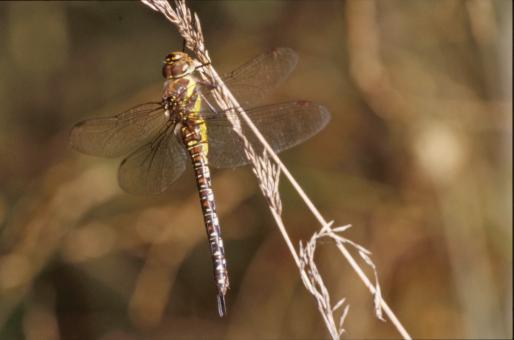 Free Stock Photo of Dragonfly