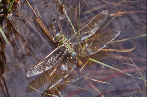 Free Stock Photo of Dragonfly