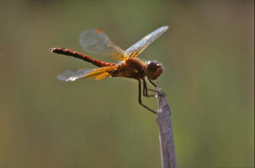 Free Stock Photo of Dragonfly