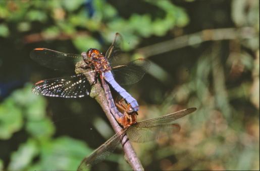 Free Stock Photo of Dragonfly