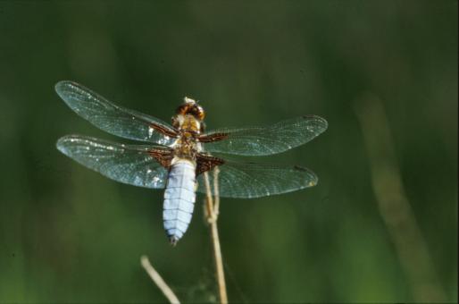 Free Stock Photo of Dragonfly