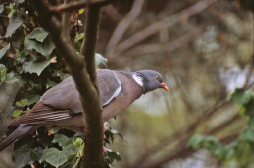 Free Stock Photo of Pigeon