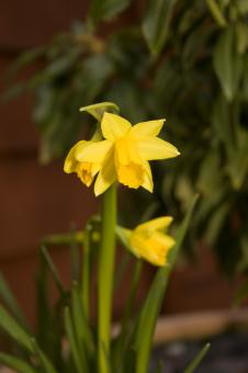 Free Stock Photo of Daffodil
