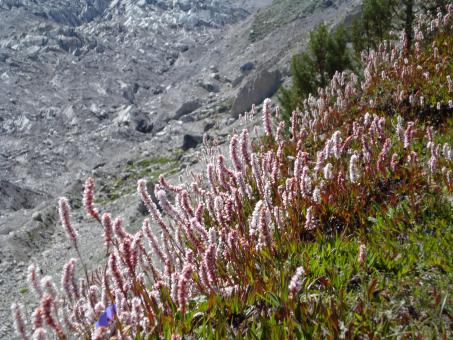 Free Stock Photo of Fairy Meadows