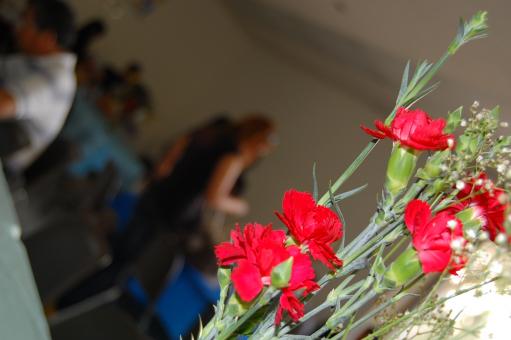 Free Stock Photo of Red flowers