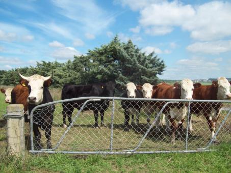 Free Stock Photo of Mixed cattle Herefords and others at Wes