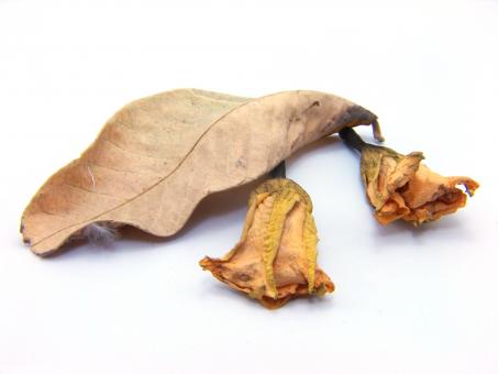 Free Stock Photo of Old Dry Leafs
