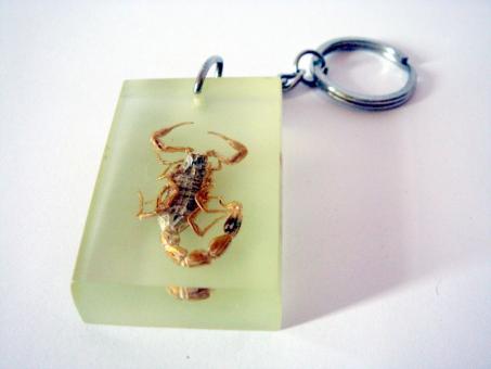 Free Stock Photo of Scorpion Keyring