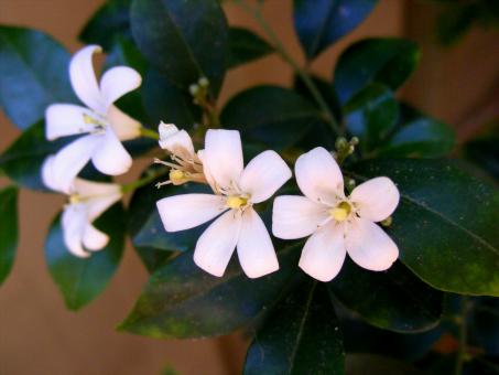 Free Stock Photo of White Jasmine flower