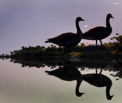 Free Stock Photo of Two Geese