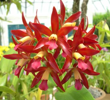 Free Stock Photo of Orchids