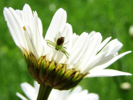 Free Stock Photo of Small Spider on Marguerite