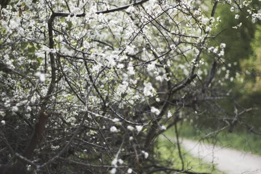Free Stock Photo of Cold Flowers