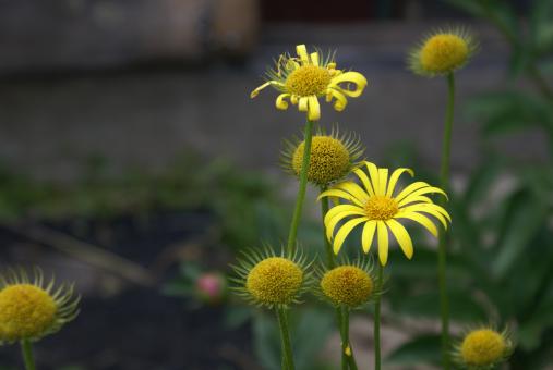 Free Stock Photo of Yellow Flowers