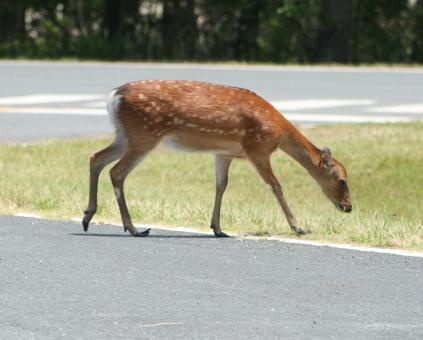 Free Stock Photo of Deer