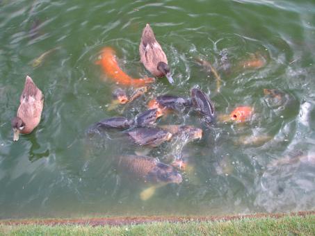 Free Stock Photo of Ducks competing with fish